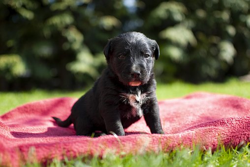 Hündchen, Natur, Hund, Kleine, Süß