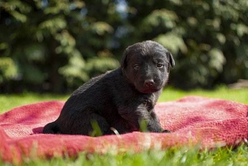 Hündchen, Hund, Kleine, Süß, Haustier