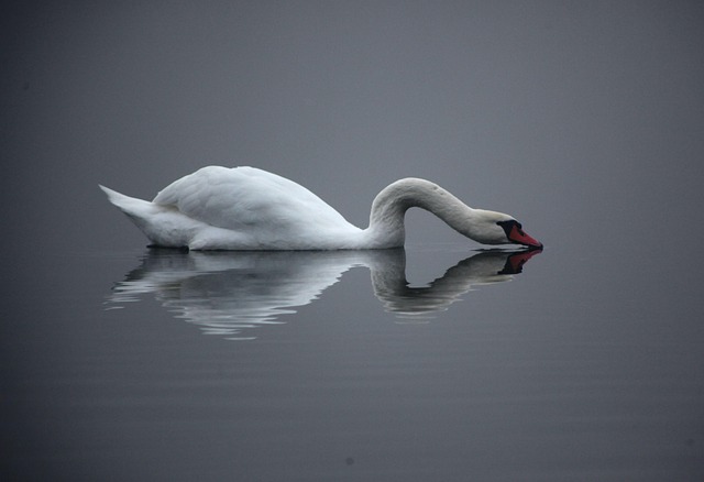 Free Swan Fog photo and picture