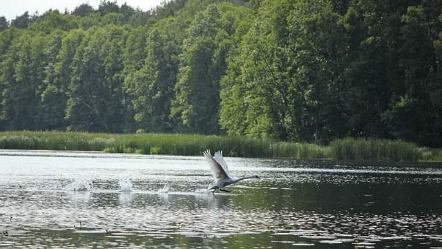 Free Swan Flight photo and picture