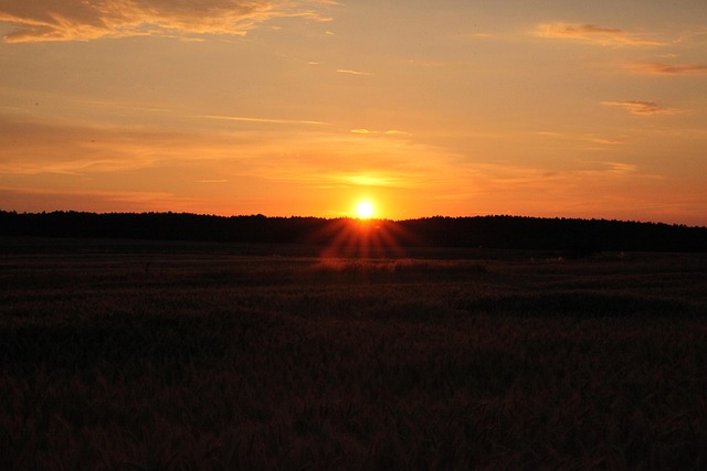 Free Sun Field photo and picture
