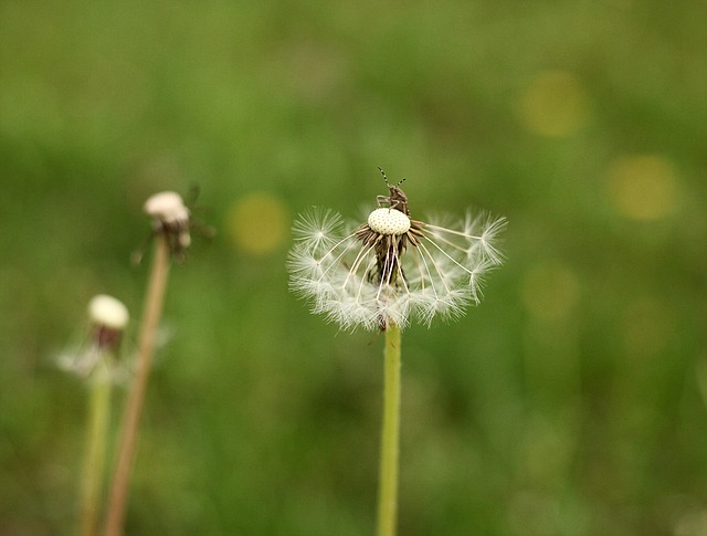 Free Dandelion Nature photo and picture