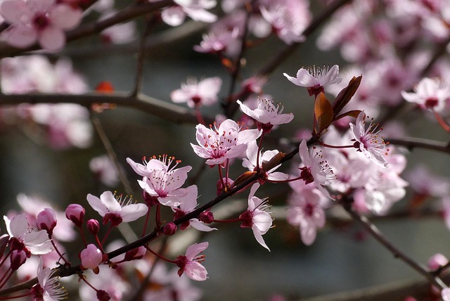 Free Spring Flower Background photo and picture