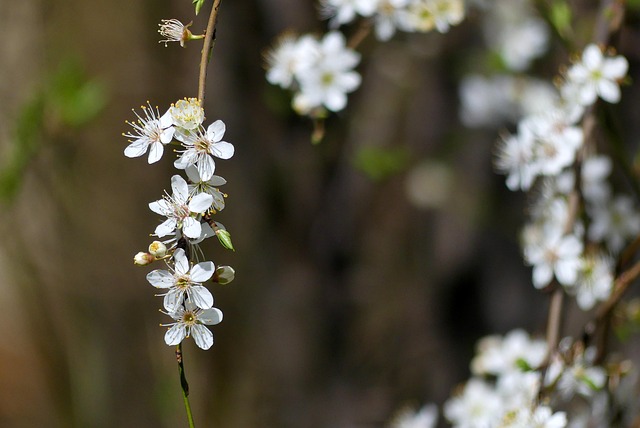Free Spring Nature photo and picture