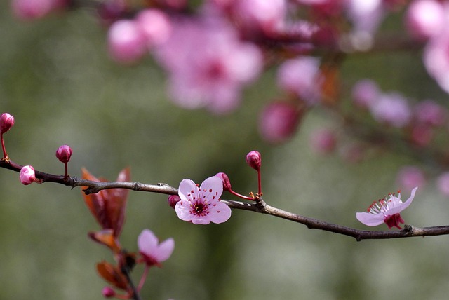 Free Spring Flowers photo and picture
