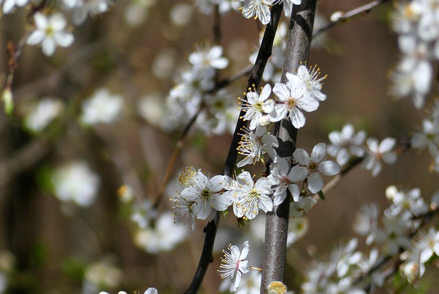 Free Spring Nature photo and picture