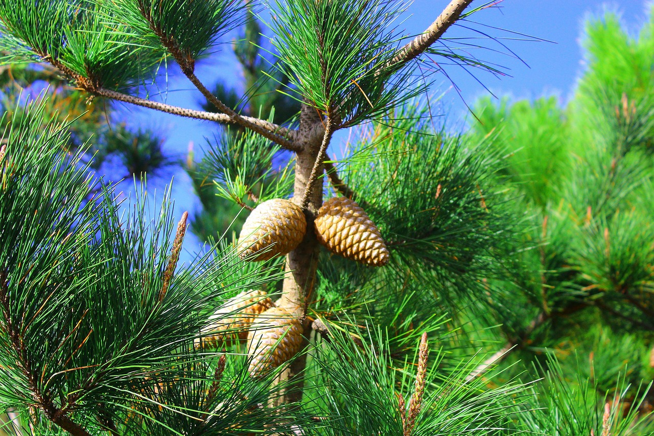 Piña Naturaleza Bosque - Foto gratis en Pixabay - Pixabay
