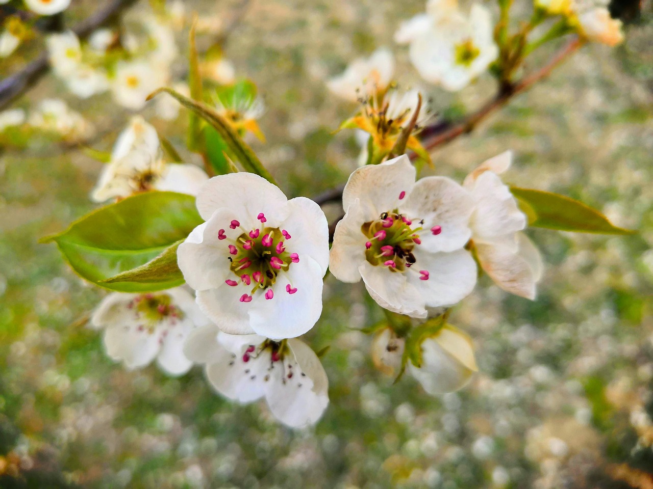 超过 500 张关于“Pear Flower”和“梨花”的免费图片 - Pixabay
