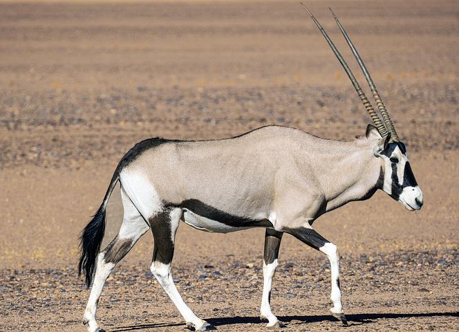 90 Free Oryx Antelope Images Pixabay