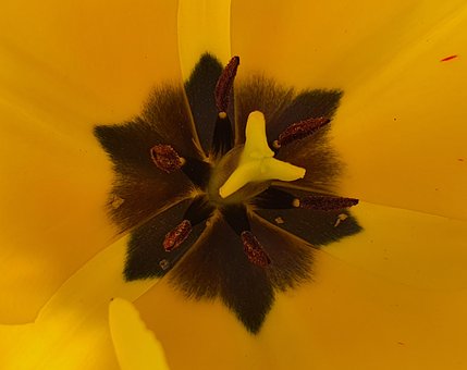 Free Blossom Flower Wallpaper photo and picture