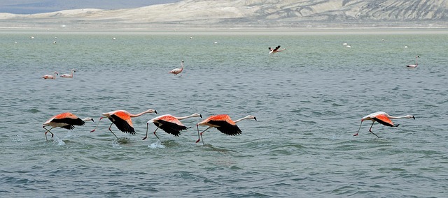 Free Flamingos Bird photo and picture