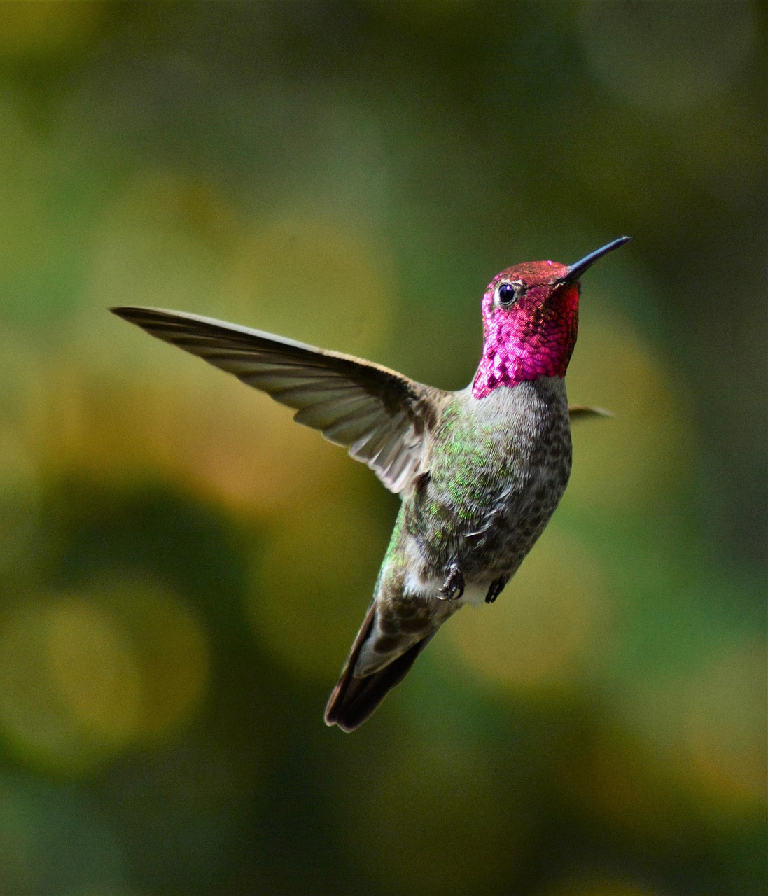 10 000 Free Flight Hummingbird Hummingbird Images Pixabay