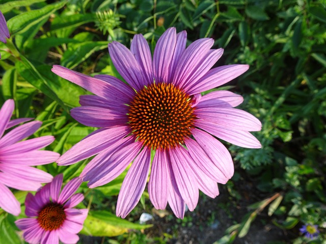 Blomst, Violet, Blomstre