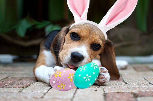 Ostern Hund, Hund, Ostern, Haustier
