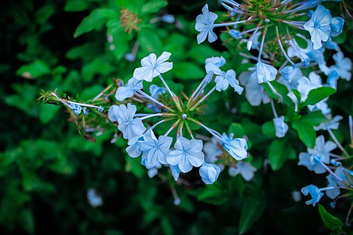 Blumen, Blau, Garten, Natur, Pflanze