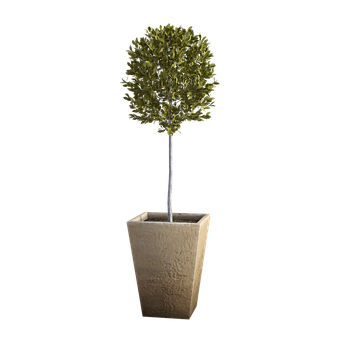 Free Tree Potted illustration and picture