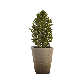 Free Tree Vase illustration and picture