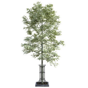 Free Tree Grate illustration and picture