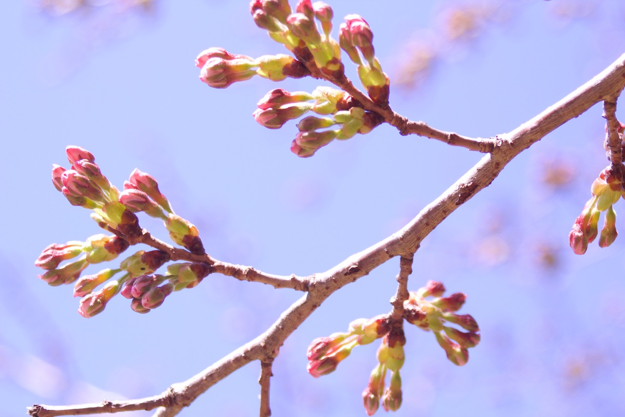 50以上の無料Sakura&Japan画像 - Pixabay