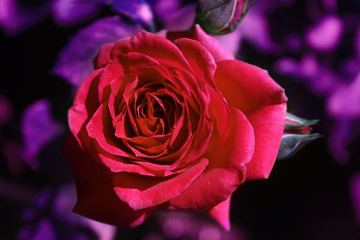 Rosa, Fundo Flor, Noite, Romance, Flores
