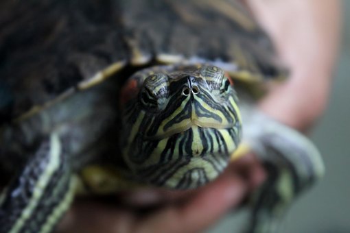 Tartaruga, Concha, Animais, Natureza