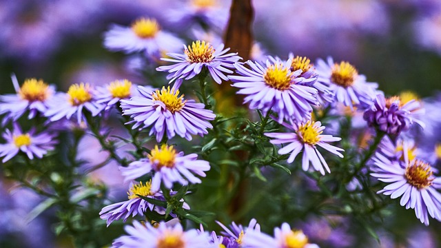 Free Flowers Spring photo and picture