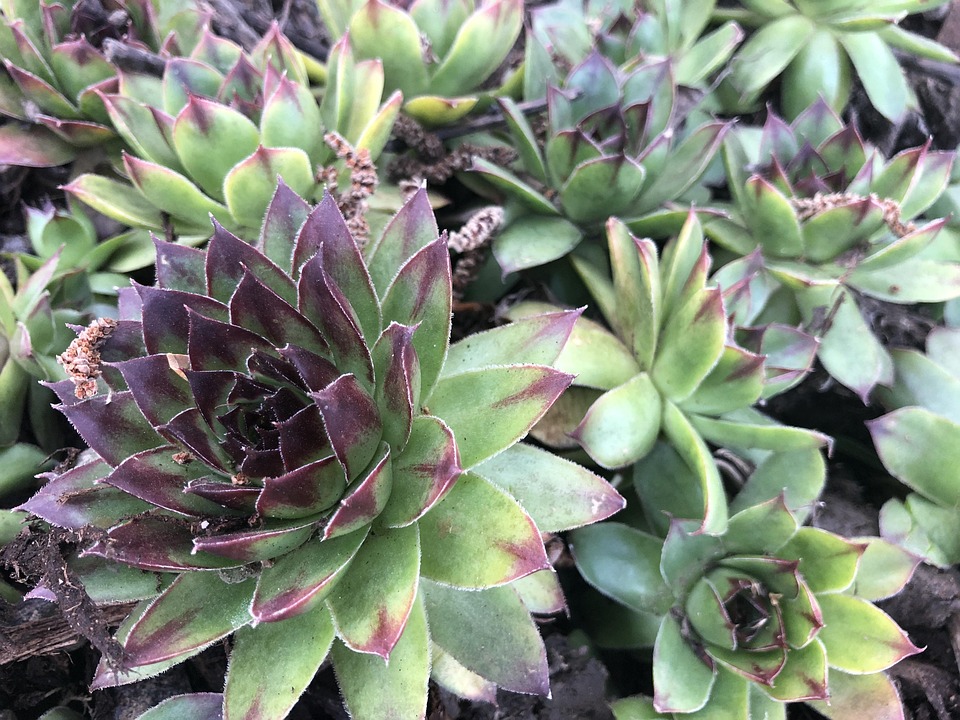 植物 多肉植物 庭 Pixabayの無料写真