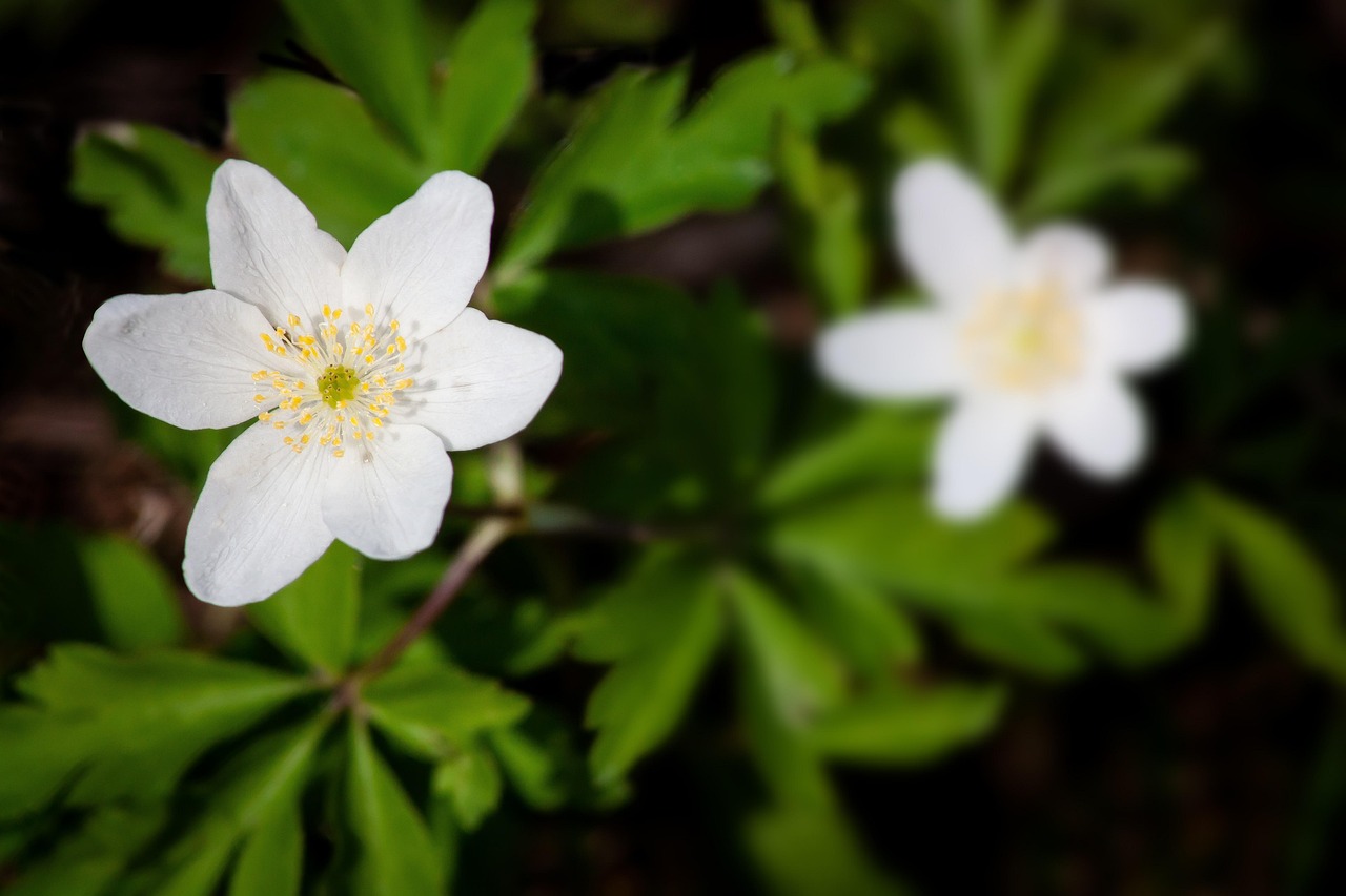 Wood Anemones Anemone Nemorosa Free photo on Pixabay Pixabay