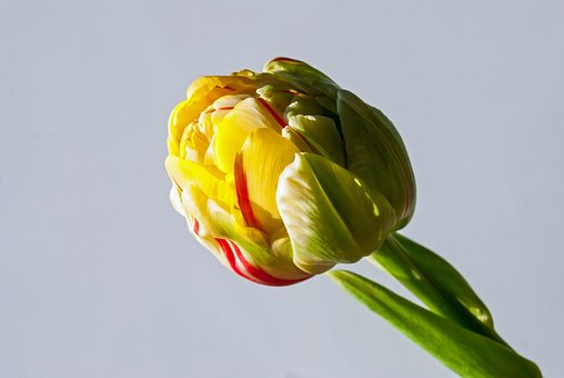 Tulipan, Forårsblomst, Gul, Rød, Flora
