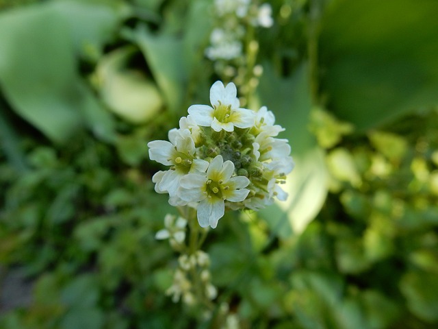 Free Brassicaceae Flower Background photo and picture