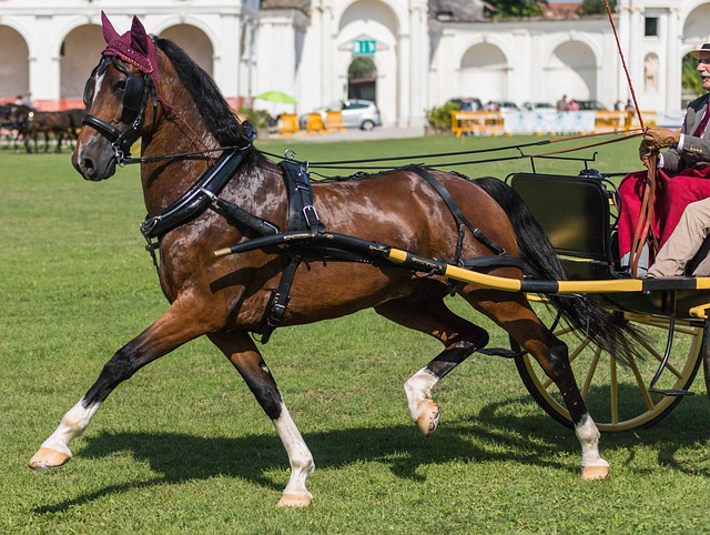 Paard, De Ruiter, Rijder, Paarden