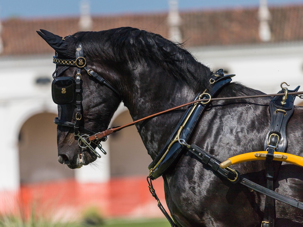 Horse The Rider - Free photo on Pixabay