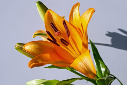 Tiger Lily, Smukke Blomster