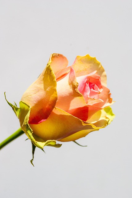Rose, Blomst, Roser, Elsker