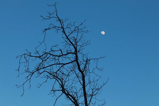 Free Moon Night Sky photo and picture