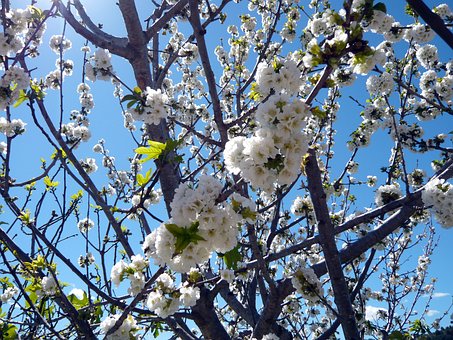 Free Nature Flowering photo and picture