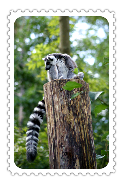 Free Postage Stamp Animals illustration and picture
