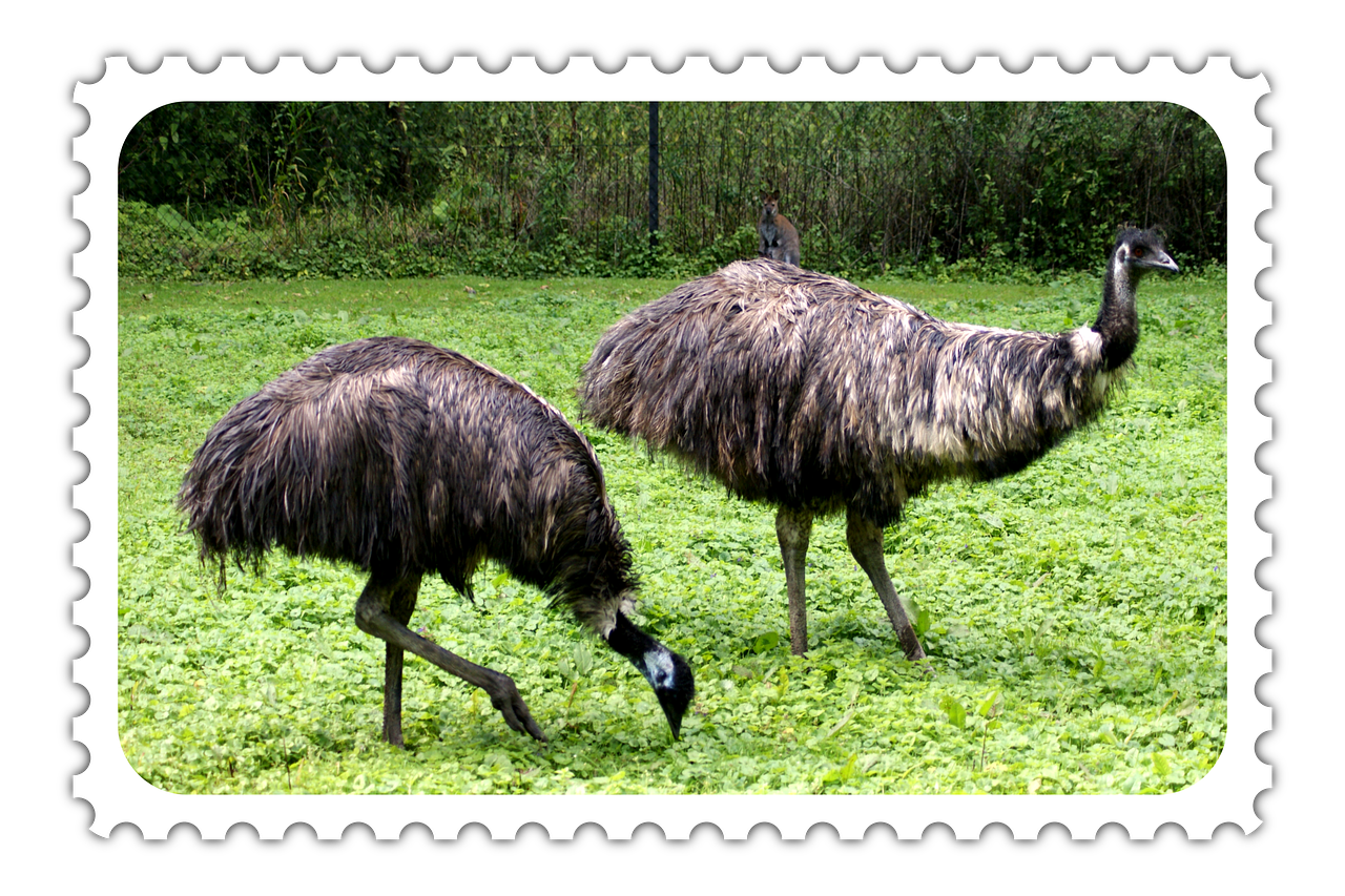 Download Postage Stamp Animals Ostrich Royalty Free Stock download-postage-stamp-animals-ostrich-royalty-free-stock