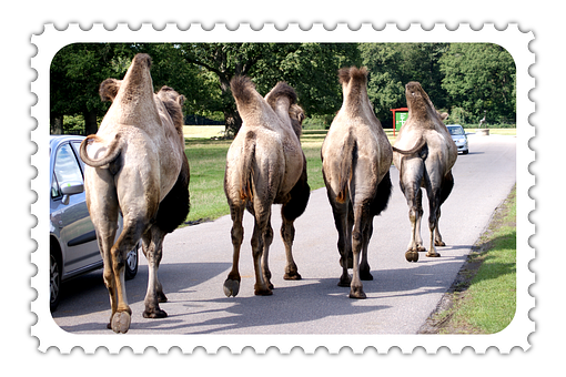 Free Postage Stamp Animals illustration and picture