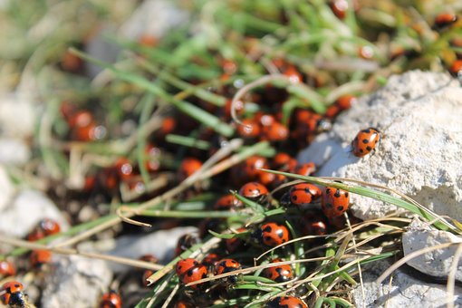 Free Ladybugs Nature photo and picture
