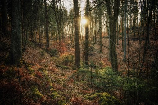 Free Forest Trees photo and picture