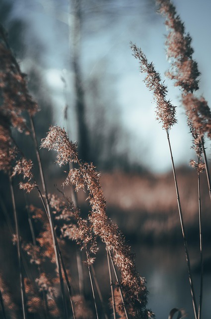 Free Spring Grass photo and picture