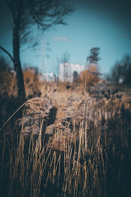 Free Spring Grass photo and picture