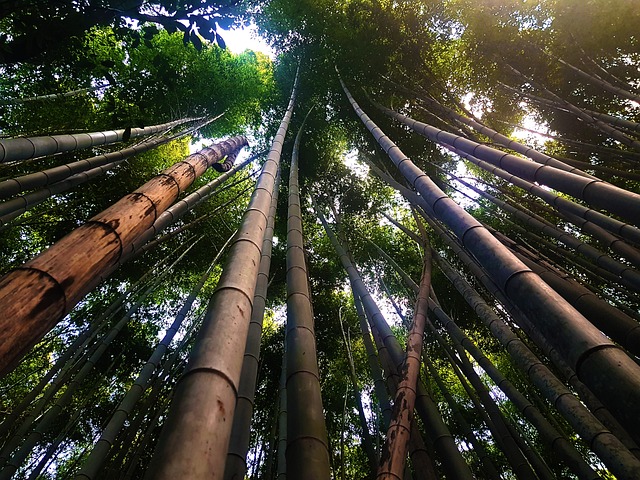 Free Arashiyama Kyoto photo and picture