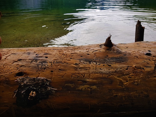 Free Tree Wood photo and picture
