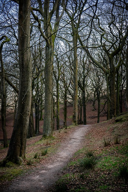 Free Nature The Path photo and picture