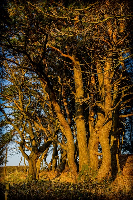 Free The Sun Trees photo and picture