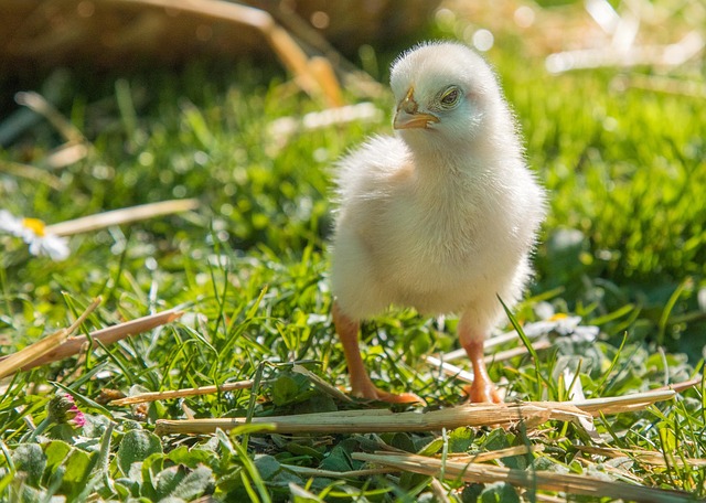 Free Chick Chicken photo and picture