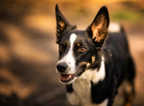 Hunden, Fotturer, Ører, Skog, Utendørs