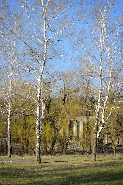 Free Spring Nature photo and picture